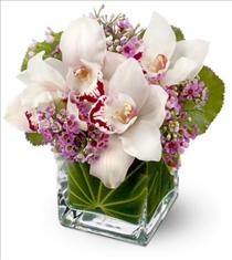 Exotic Tropical Designs - Lovely Orchids - TFWEB144 Photo of Lovely Orchids - TFWEB144