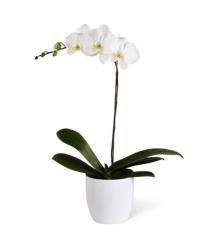 Buy Plants and Planter Baskets - Phalaenopsis Orchid Planter by FTD - S11-4462 Photo of Phalaenopsis Orchid Planter by FTD - S11-4462
