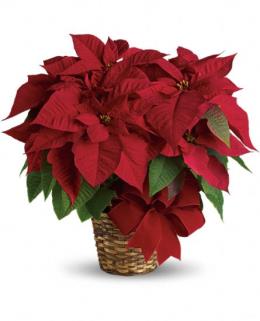 Christmas Corporate Gifts - Red Poinsettia - T122-1 Photo of Red Poinsettia - T122-1