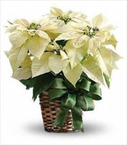 Christmas Corporate Gifts - White Poinsettia Teleflora T122-2 - T122-2 Photo of White Poinsettia Teleflora T122-2 - T122-2