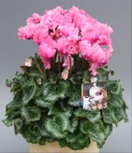 Valentines Day Flowers - Cyclamen Pink - T91-1 Photo of Cyclamen Pink - T91-1
