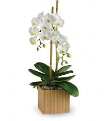 Buy Plants and Planter Baskets - Teleflora's Opulent Orchids - T98-2 Photo of Teleflora's Opulent Orchids - T98-2