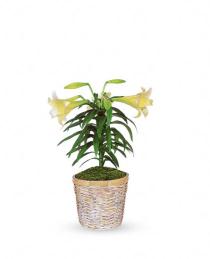 Buy Plants and Planter Baskets - Easter Lily Plant - T12Z106 Photo of Easter Lily Plant - T12Z106