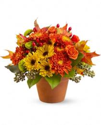 Thanksgiving Table Centerpieces - Sugar Maples by Teleflora - T12Z100 Photo of Sugar Maples by Teleflora - T12Z100