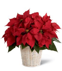 Christmas Corporate Gifts - The FTD Red Poinsettia Basket - B13-3601 Photo of The FTD Red Poinsettia Basket - B13-3601
