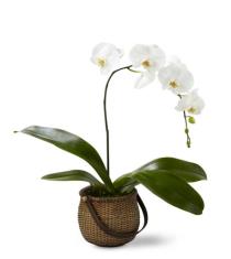 Buy Plants and Planter Baskets - The FTD White Phalaenopsis Orchid - C29-4882 Photo of The FTD White Phalaenopsis Orchid - C29-4882