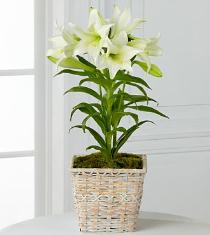 Flower Arrangements for Easter - Easter Lily Plant - P194 Photo of Easter Lily Plant - P194