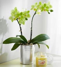 Buy Plants and Planter Baskets - Orchid Plant - 800ORPL Photo of Orchid Plant - 800ORPL