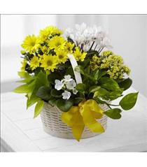 Flowers Mothers Day - The FTD A Bit of Sunshine Basket - C22-4888 Photo of The FTD A Bit of Sunshine Basket - C22-4888