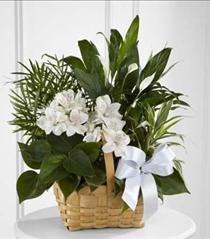 Sympathy Flowers - The FTD Peace & Serenity Dishgarden - C23-4454 Photo of The FTD Peace & Serenity Dishgarden - C23-4454