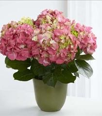 Flower Arrangements for Easter - Pink Hydrangea Planter FTD - C24-4878 Photo of Pink Hydrangea Planter FTD - C24-4878