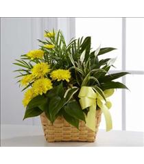 Buy Plants and Planter Baskets - Loving Light Dishgarden Clolor Chloice - C27-4527 Photo of Loving Light Dishgarden Clolor Chloice - C27-4527