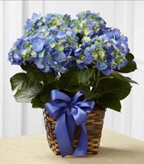 Flower Arrangements for Easter - Blue Hydrangea Planter by FTD - C27-4879 Photo of Blue Hydrangea Planter by FTD - C27-4879