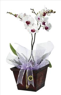 International Destinations - IOrchid Plant - IC-1711 Photo of IOrchid Plant - IC-1711