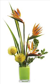 International Destinations - Tropical Bright Arrangement - IC-FTD313 Photo of Tropical Bright Arrangement - IC-FTD313