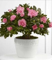 Flowers Mothers Day - The FTD Vibrant Azalea Planter - S22-4487 Photo of The FTD Vibrant Azalea Planter - S22-4487