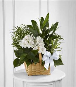 Funeral Floral Arrangements - The FTD Peace & Serenity Dishgarden - S9-4454 Photo of The FTD Peace & Serenity Dishgarden - S9-4454