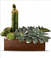 Buy Plants and Planter Baskets - Teleflora's Peaceful Zen Garden - T101-1 Photo of Teleflora's Peaceful Zen Garden - T101-1