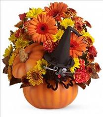 Halloween Gifts - Bewitched Cat Bouquet by Teleflora - T11H100 Photo of Bewitched Cat Bouquet by Teleflora - T11H100