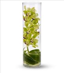 Exotic Tropical Designs - Zensational Cymbidium Orchids - T82-2 Photo of Zensational Cymbidium Orchids - T82-2