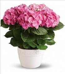 Buy Plants and Planter Baskets - Happy Pink Hydrangea Plant - T89-1 Photo of Happy Pink Hydrangea Plant - T89-1