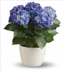 Flower Arrangements for Easter - Hydrangea Plant - Blue or Pink - T89-2 Photo of Hydrangea Plant - Blue or Pink - T89-2
