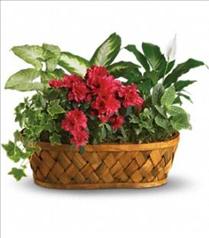 Buy Plants and Planter Baskets - Plants Galore - T90-1 Photo of Plants Galore - T90-1
