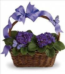 Easter Floral Arrangements - Violets And Butterflies - T92-3 Photo of Violets And Butterflies - T92-3