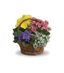 Buy Plants and Planter Baskets - Spring Has Sprung Mixed Basket - T93-1 Photo of Spring Has Sprung Mixed Basket - T93-1