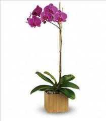 Exotic Tropical Designs - Teleflora's Imperial Purple Orchid - T98-1 Photo of Teleflora's Imperial Purple Orchid - T98-1