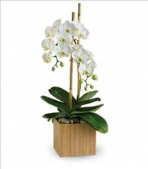 Sympathy Flowers - Teleflora's Opulent Orchids - T98-2 Photo of Teleflora's Opulent Orchids - T98-2