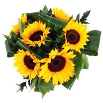 Fall Flowers and Plants - Sun Flowers Gift Wrapped - SSUUNN Photo of Sun Flowers Gift Wrapped - SSUUNN