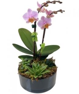 Photo of flowers: Orchid & Succulent Garden
