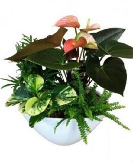 Photo of flowers: French Garden